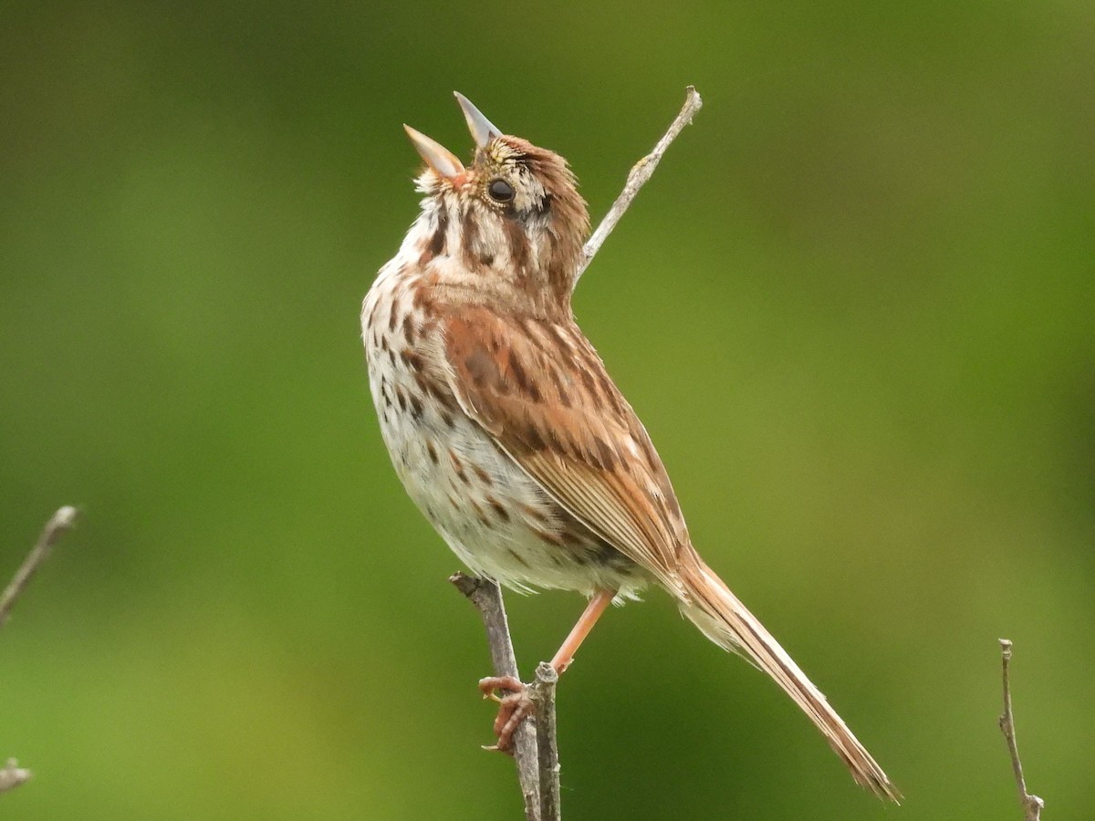 Song Sparrow - ML638282765