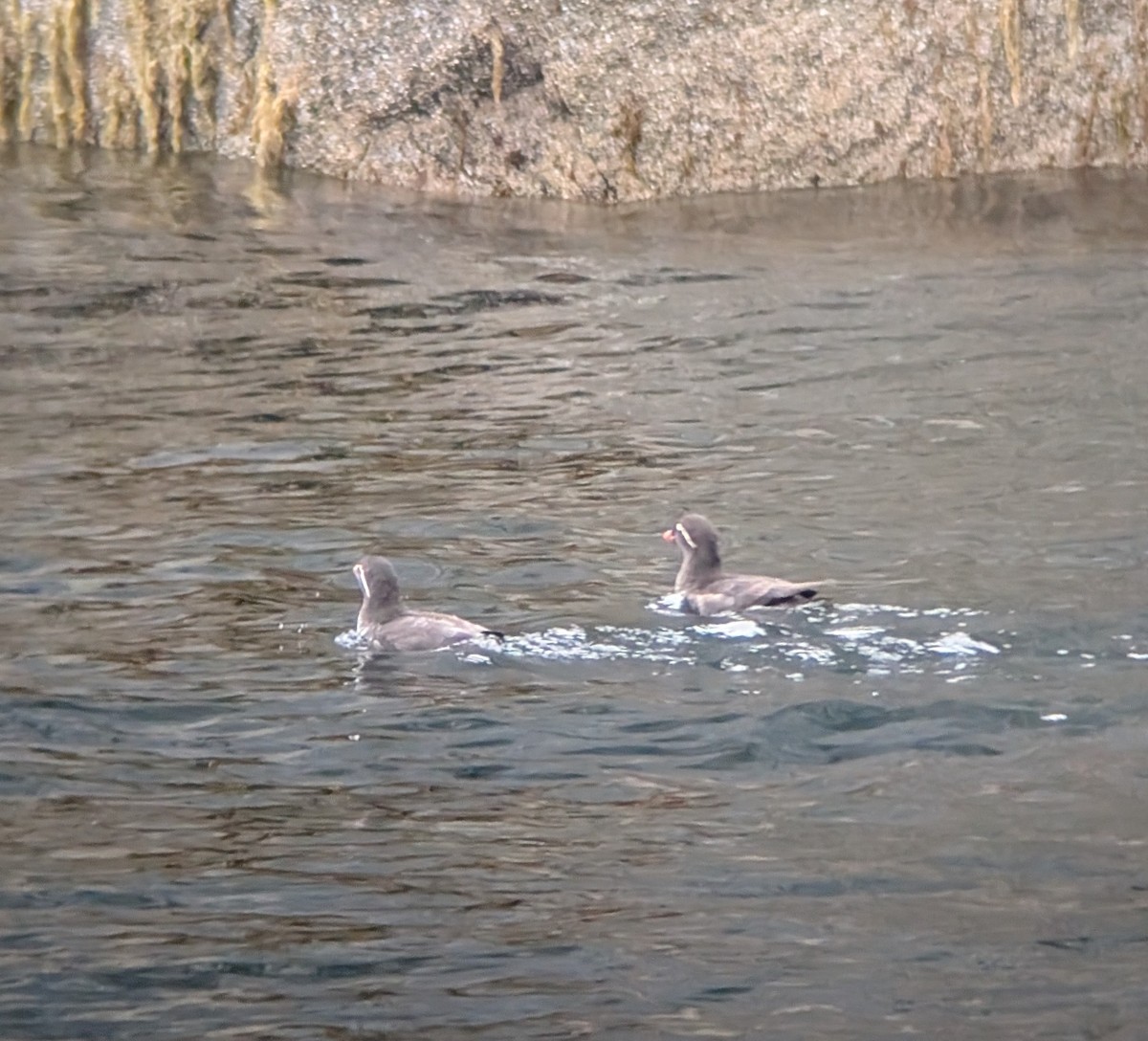 Parakeet Auklet - ML638282766
