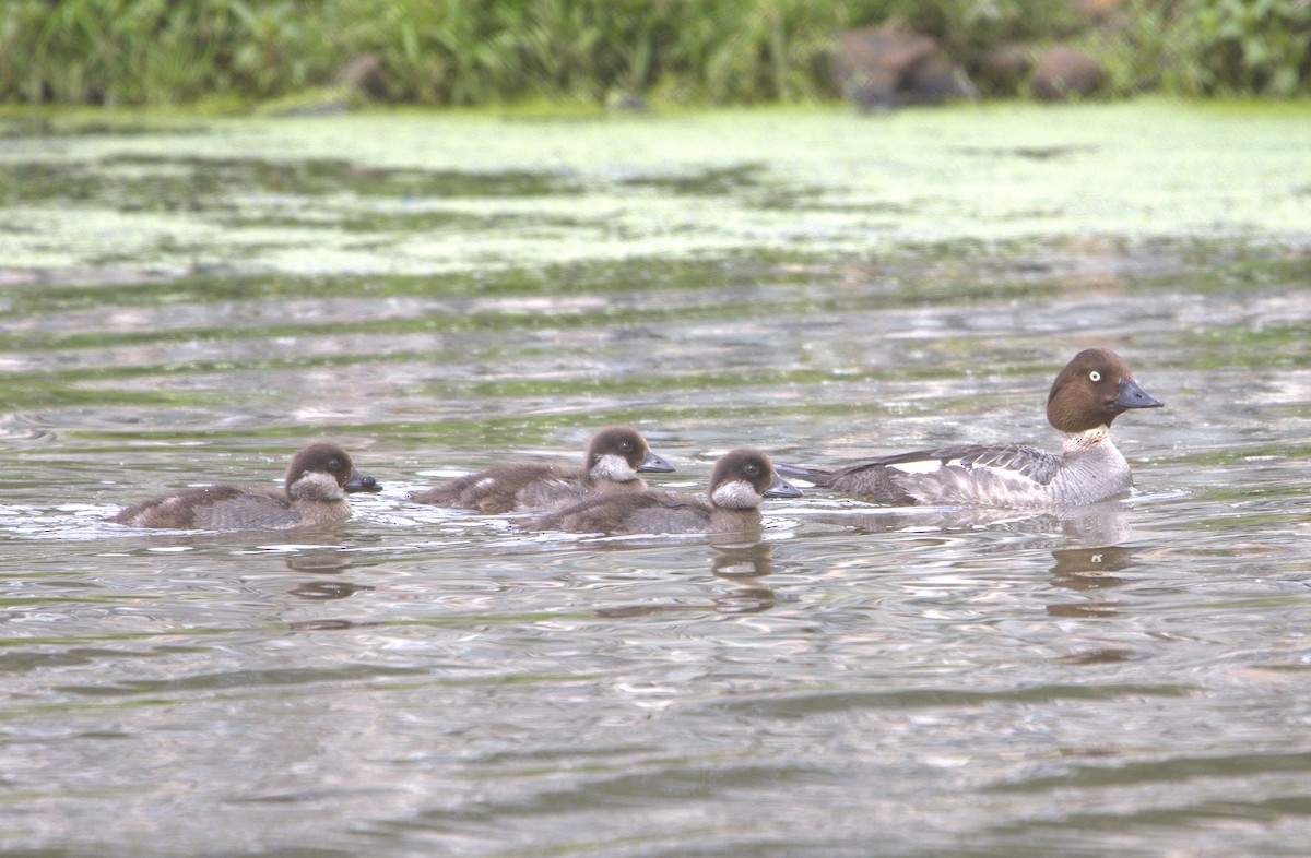 Common Goldeneye - ML638282775