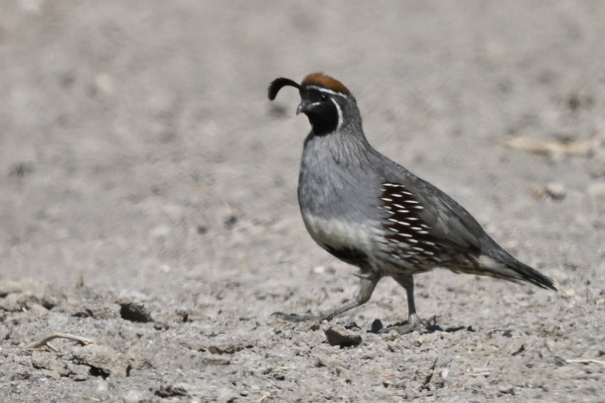Gambel's Quail - ML638282776