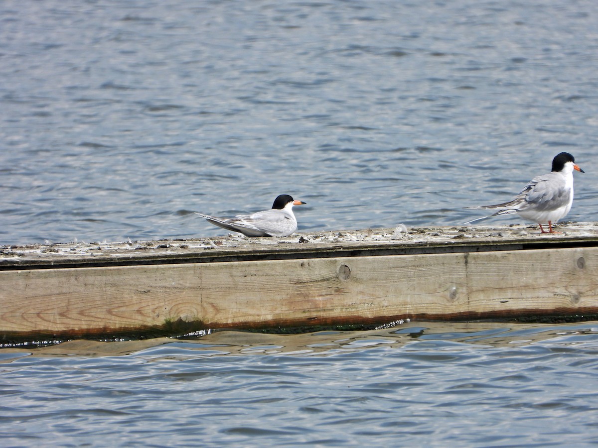 Forster's Tern - ML638282780