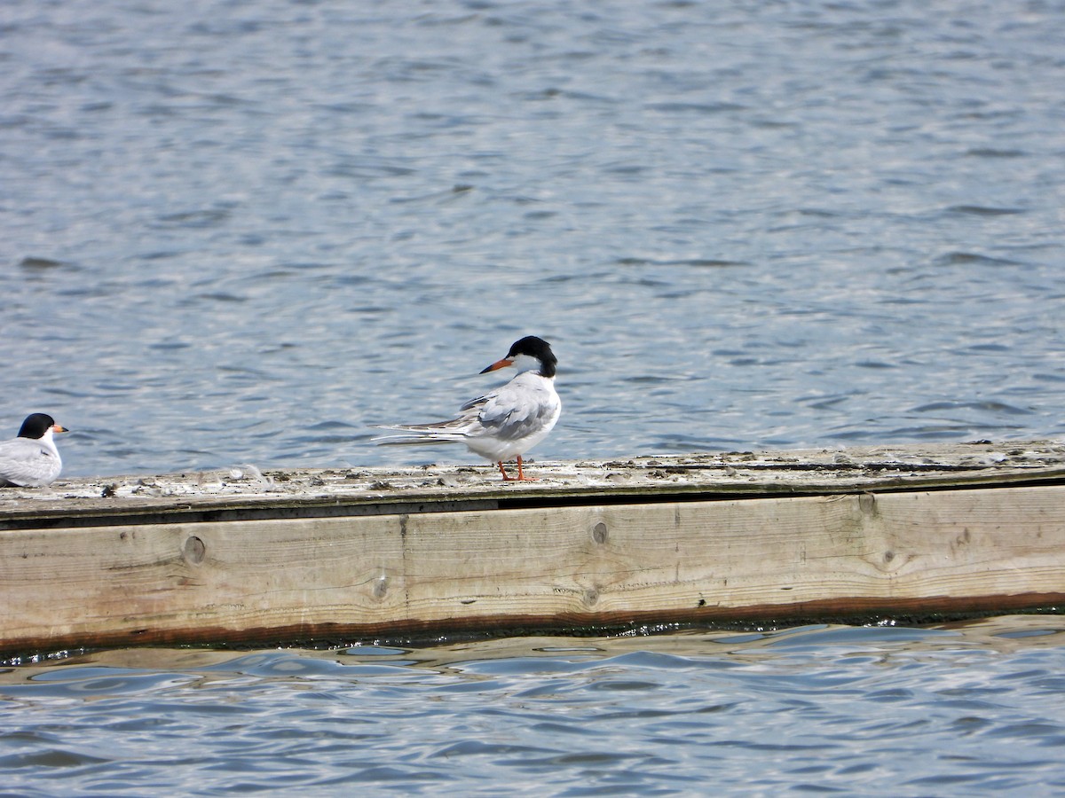 Forster's Tern - ML638282781