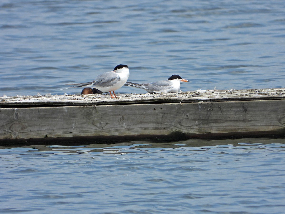 Forster's Tern - ML638282782