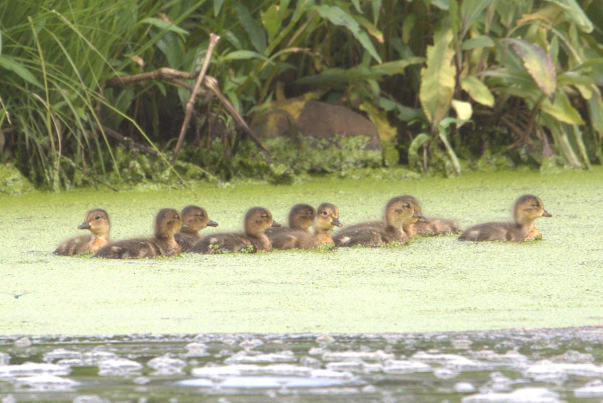 American Wigeon - ML638282783