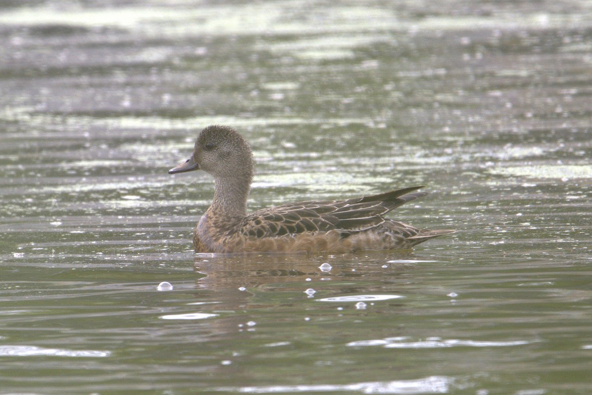 American Wigeon - ML638282809
