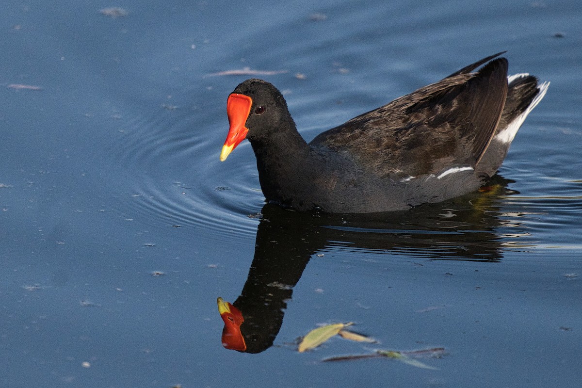 Common Gallinule - ML638282813