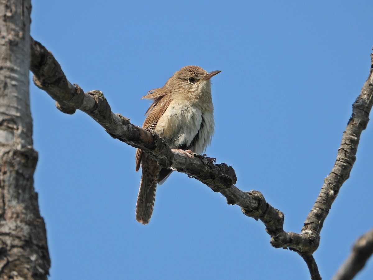 Northern House Wren - ML638282815