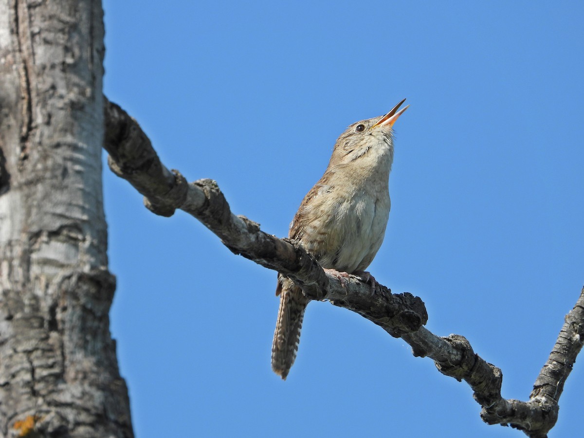 Northern House Wren - ML638282816