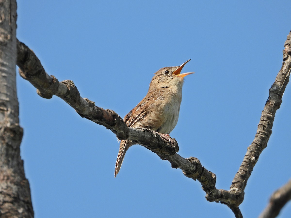 Northern House Wren - ML638282817
