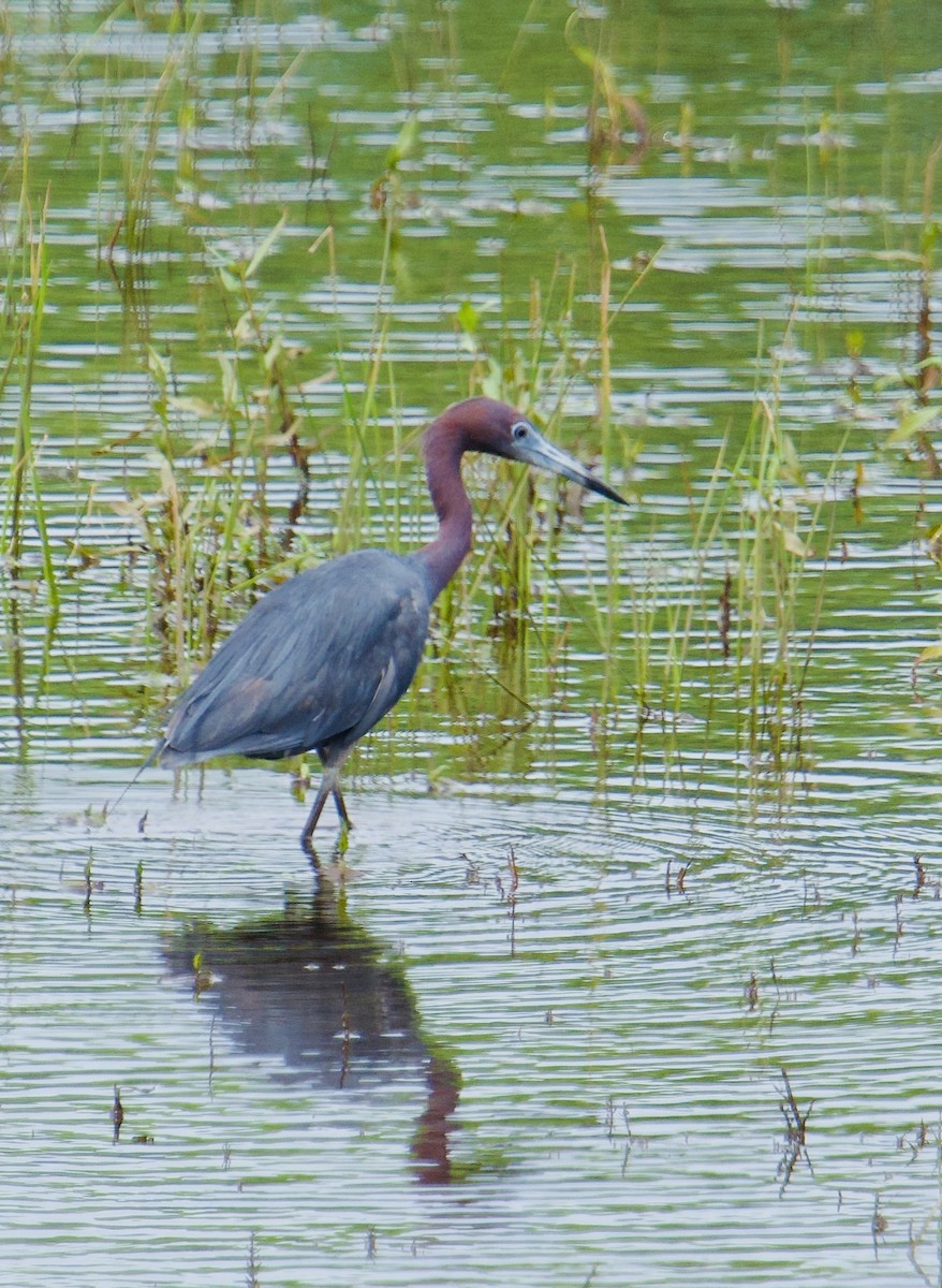 Little Blue Heron - ML638282832