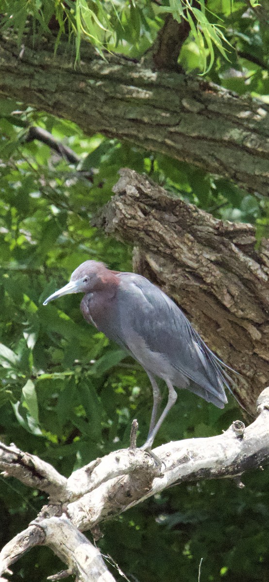 Little Blue Heron - ML638282833