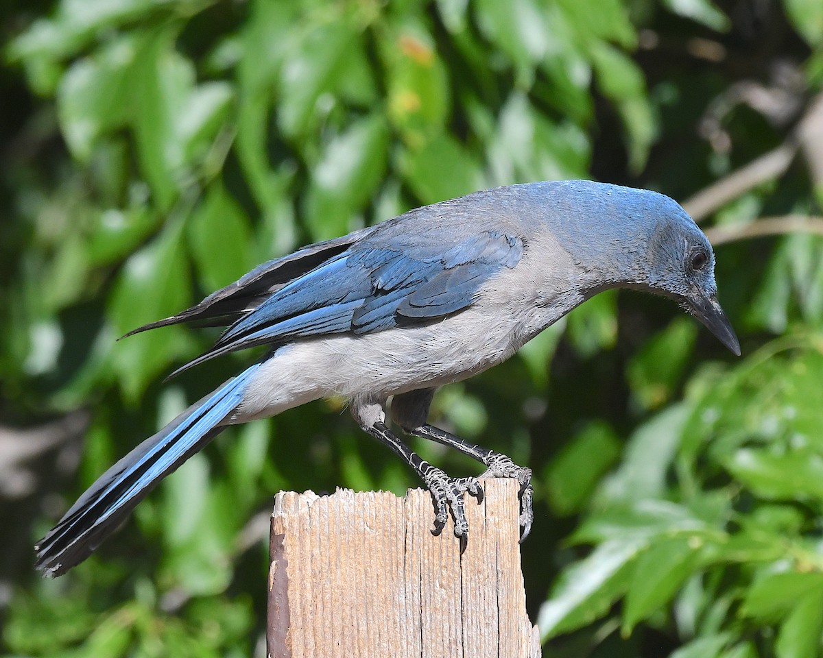 Mexican Jay (Arizona) - ML638282843