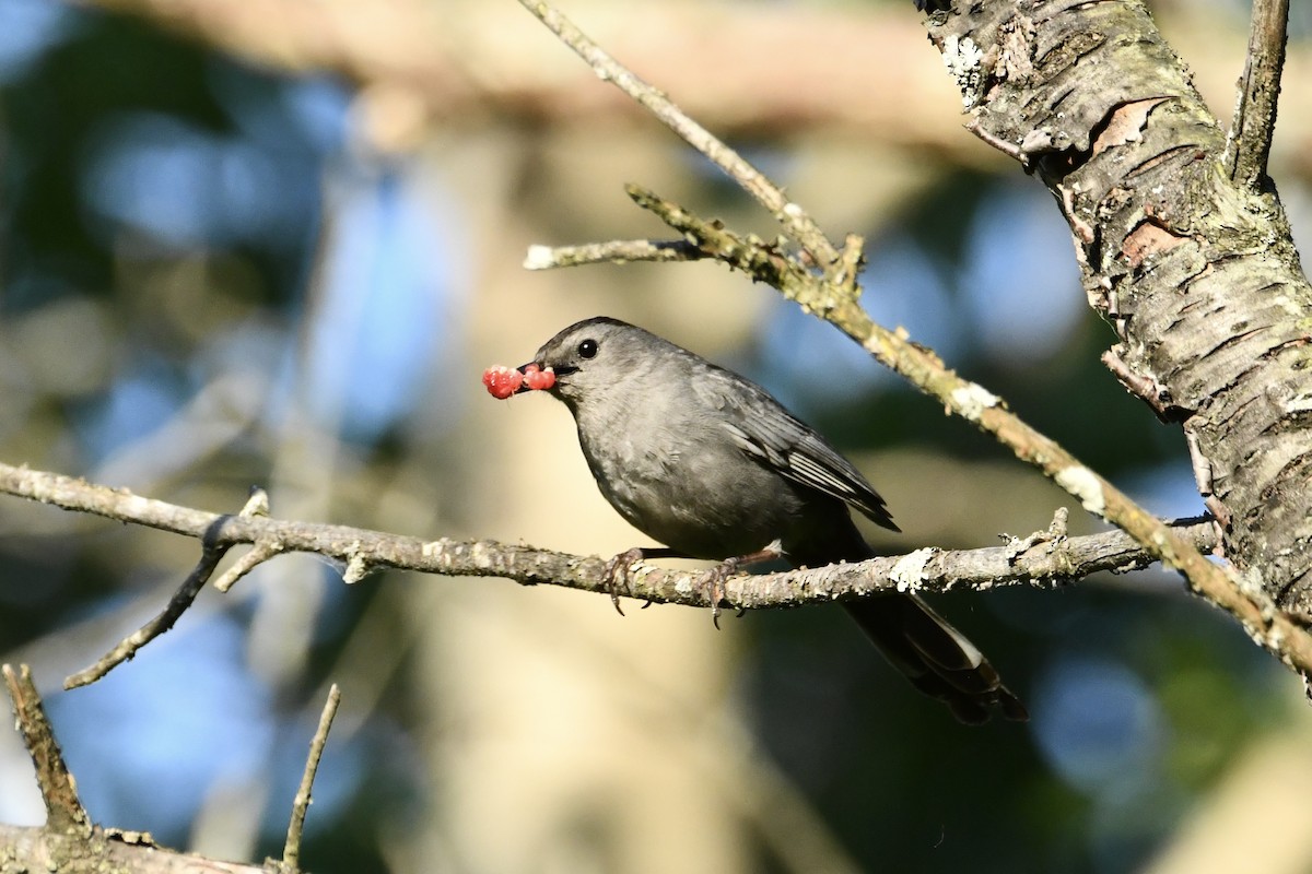 Gray Catbird - ML638282844