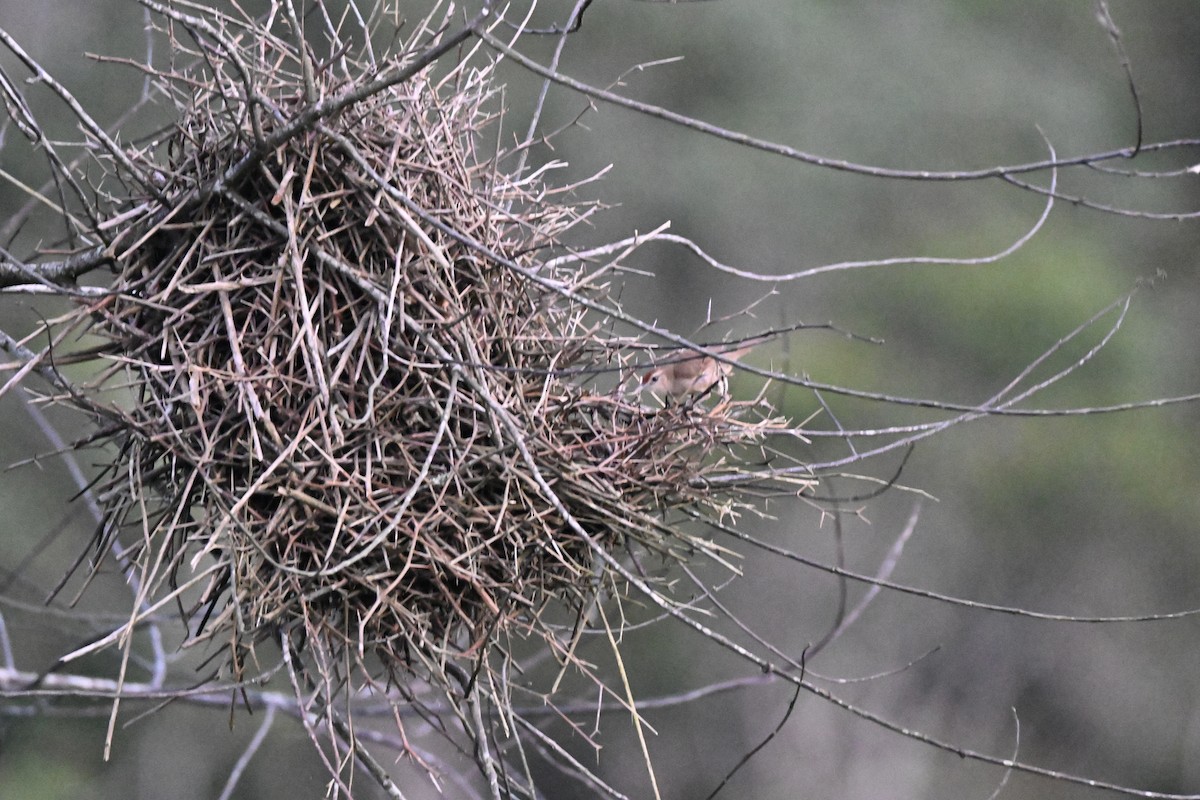Rufous-fronted Thornbird (Rufous-fronted) - ML638282845