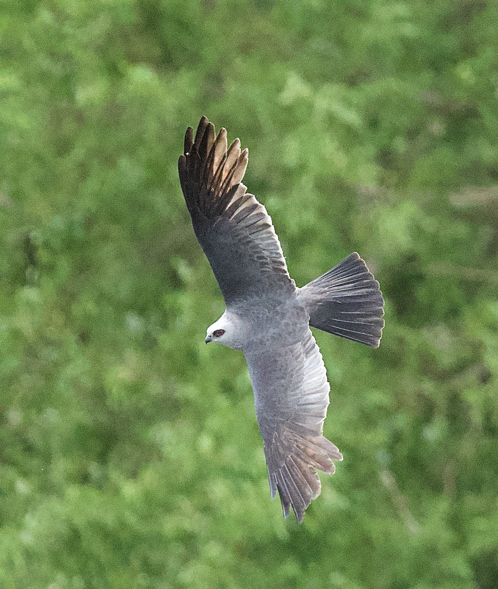 Mississippi Kite - ML638282846