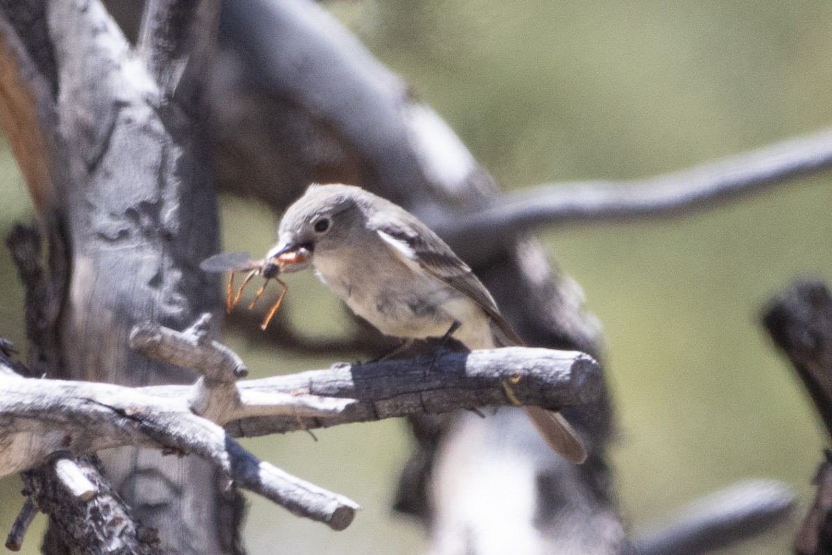 Gray Flycatcher - ML638282854