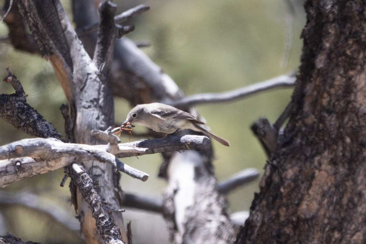Gray Flycatcher - ML638282855