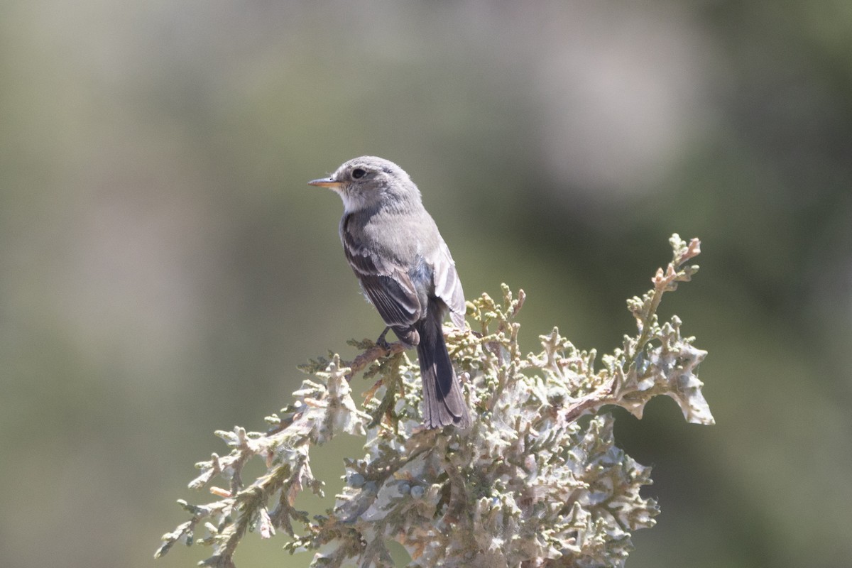 Gray Flycatcher - ML638282856
