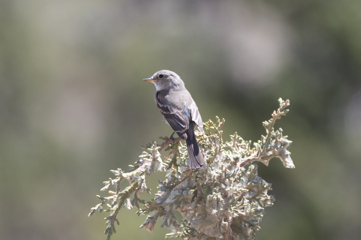 Gray Flycatcher - ML638282857