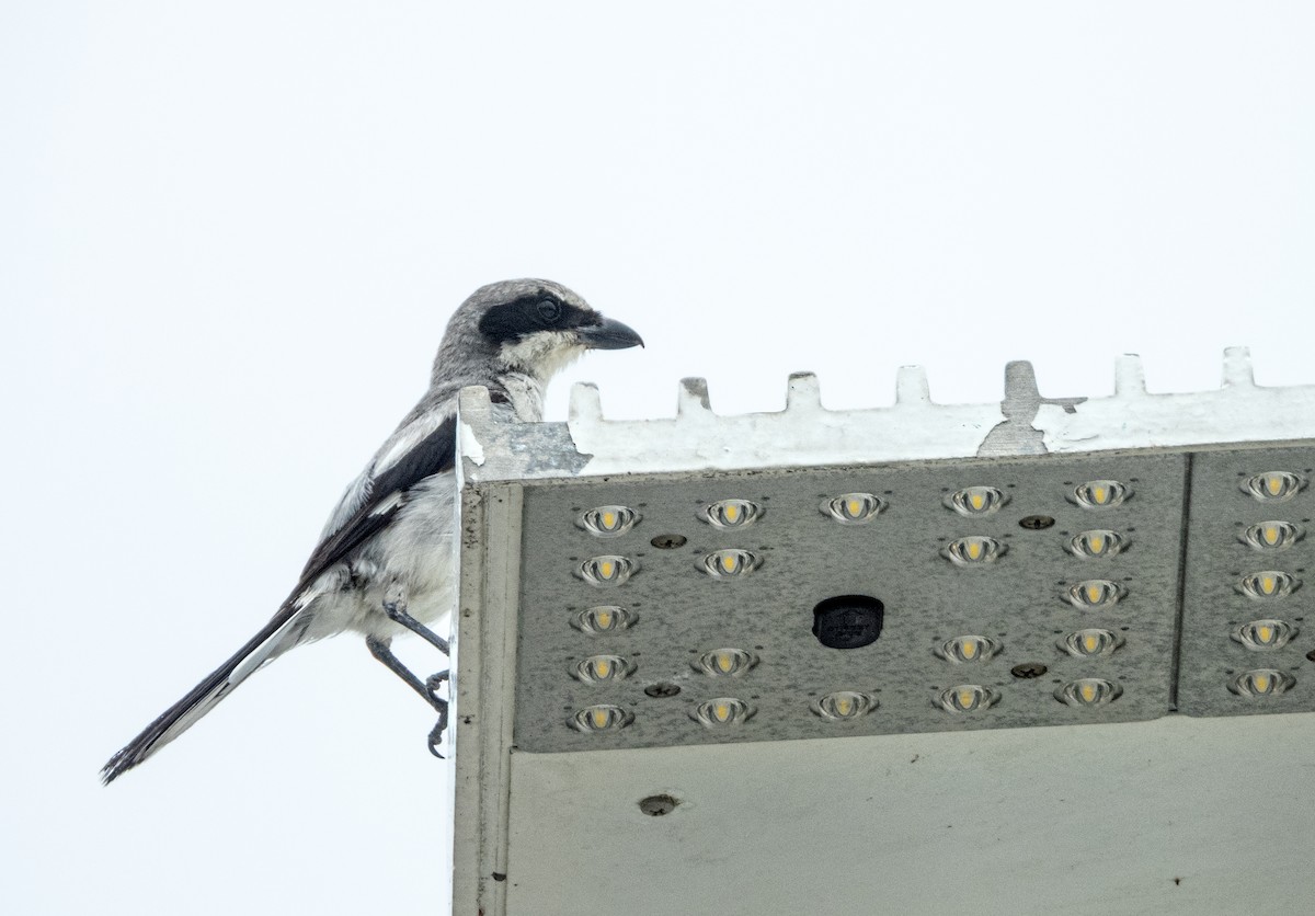 Loggerhead Shrike - ML638282859