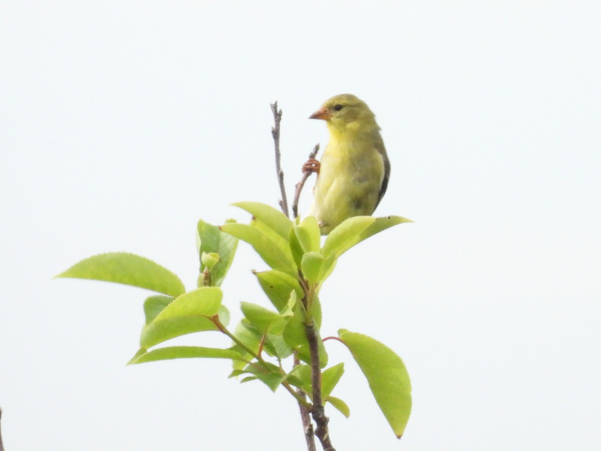 gulstillits - ML638282862