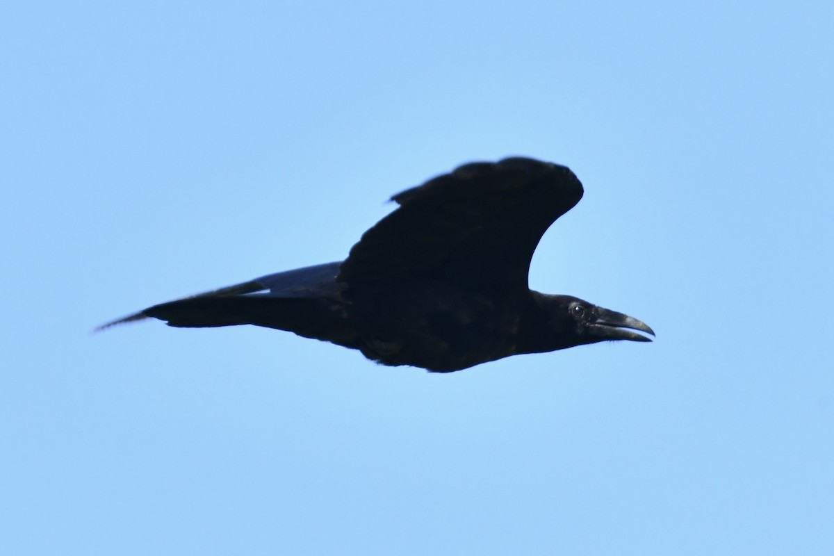 Common Raven - ML638282863