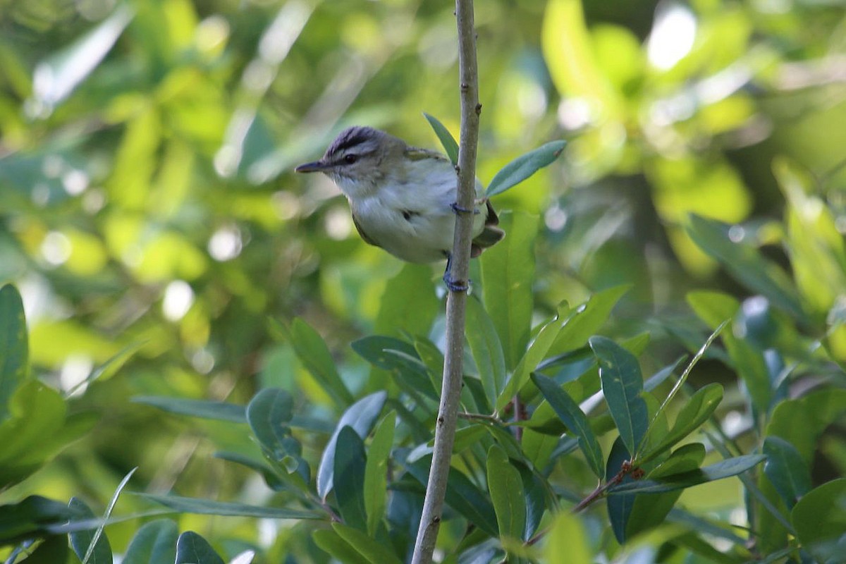 Red-eyed Vireo - ML638282878