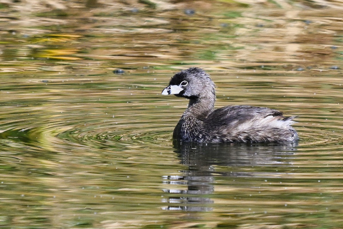 Pied-billed Grebe - ML638282880