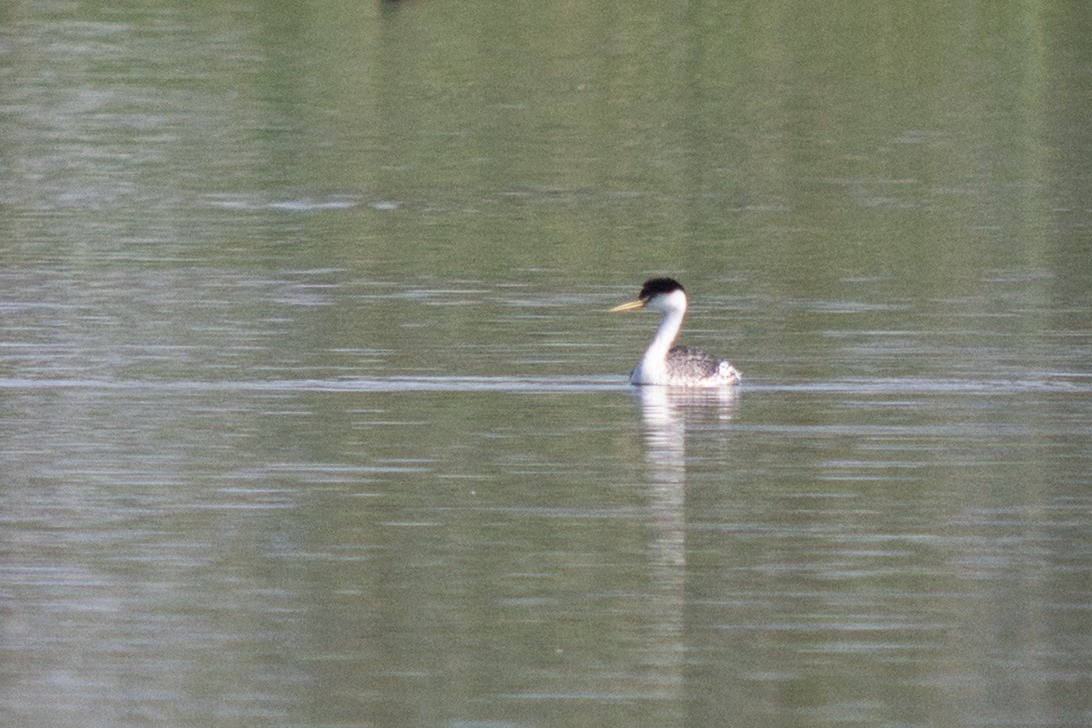 Clark's Grebe - ML638282887