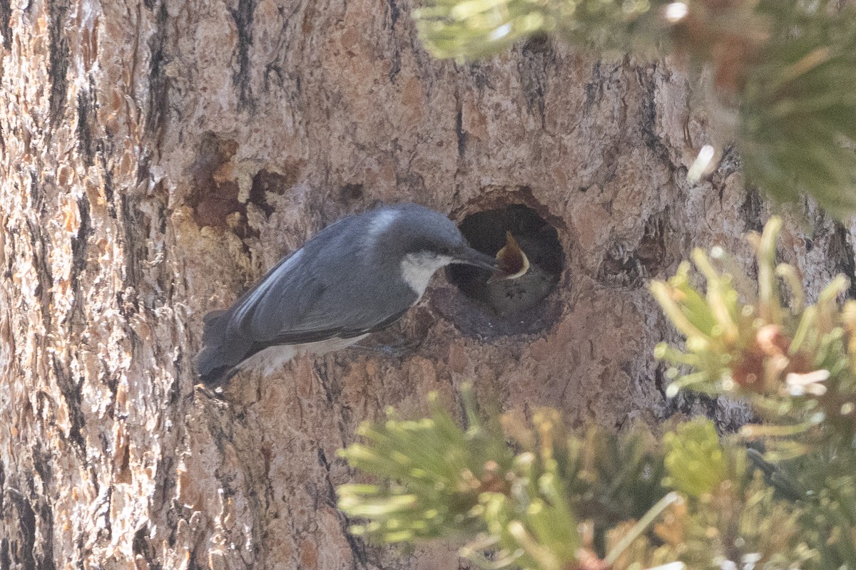 Pygmy Nuthatch - ML638282892