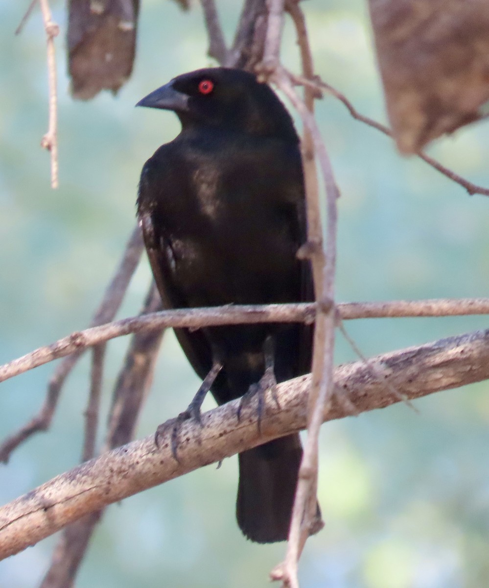 Bronzed Cowbird - ML638282893
