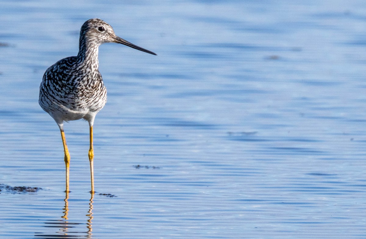 Greater Yellowlegs - ML638282896
