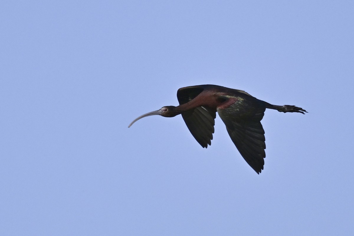 White-faced Ibis - ML638282897
