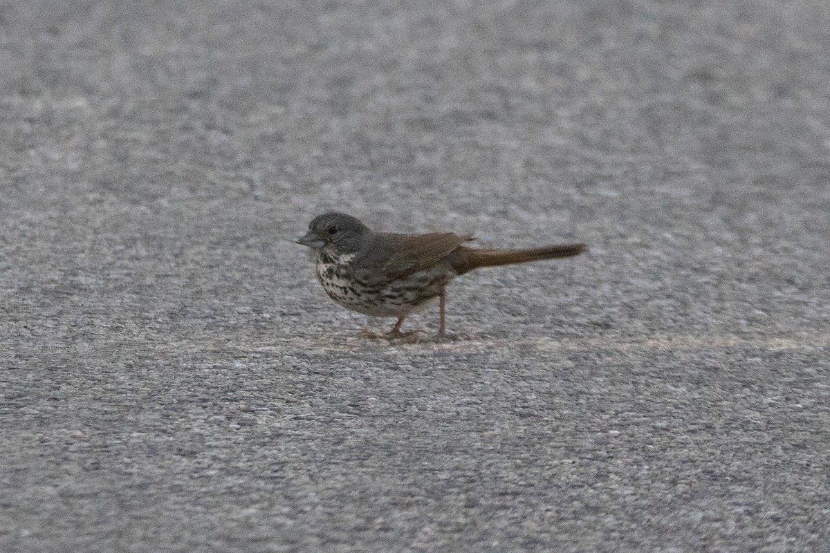 Fox Sparrow - ML638282899