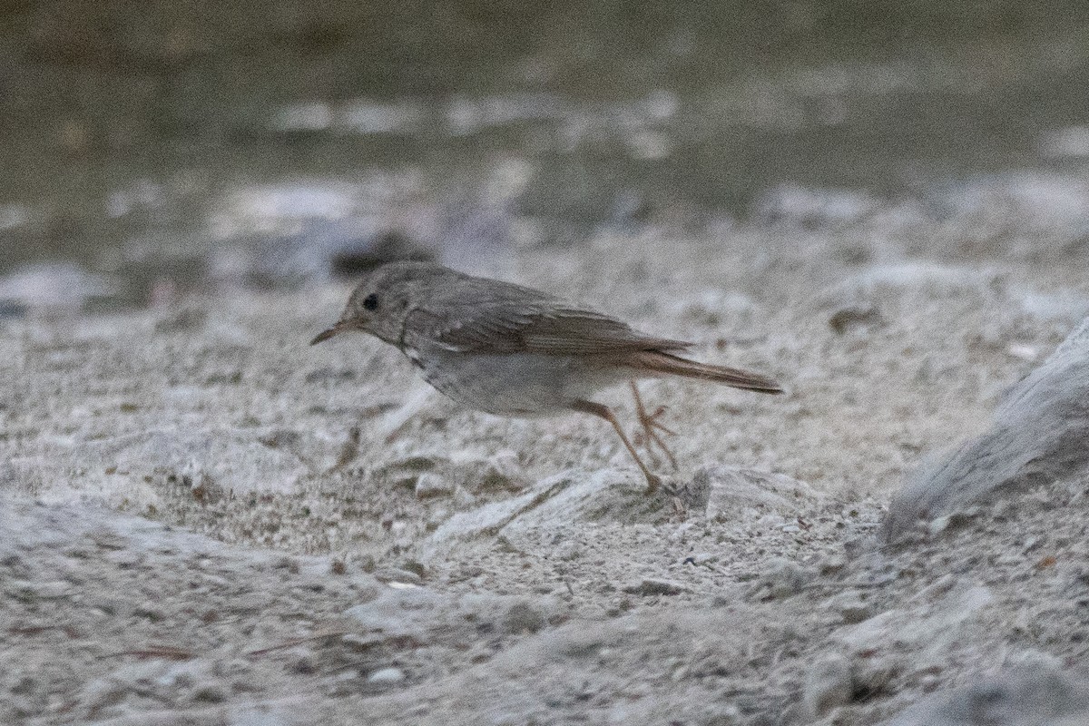 Einsiedler-Musendrossel - ML638282903