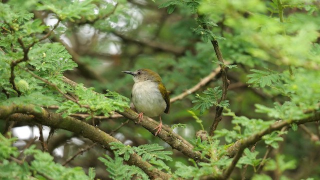 Green-backed Camaroptera (Green-backed) - ML638282905