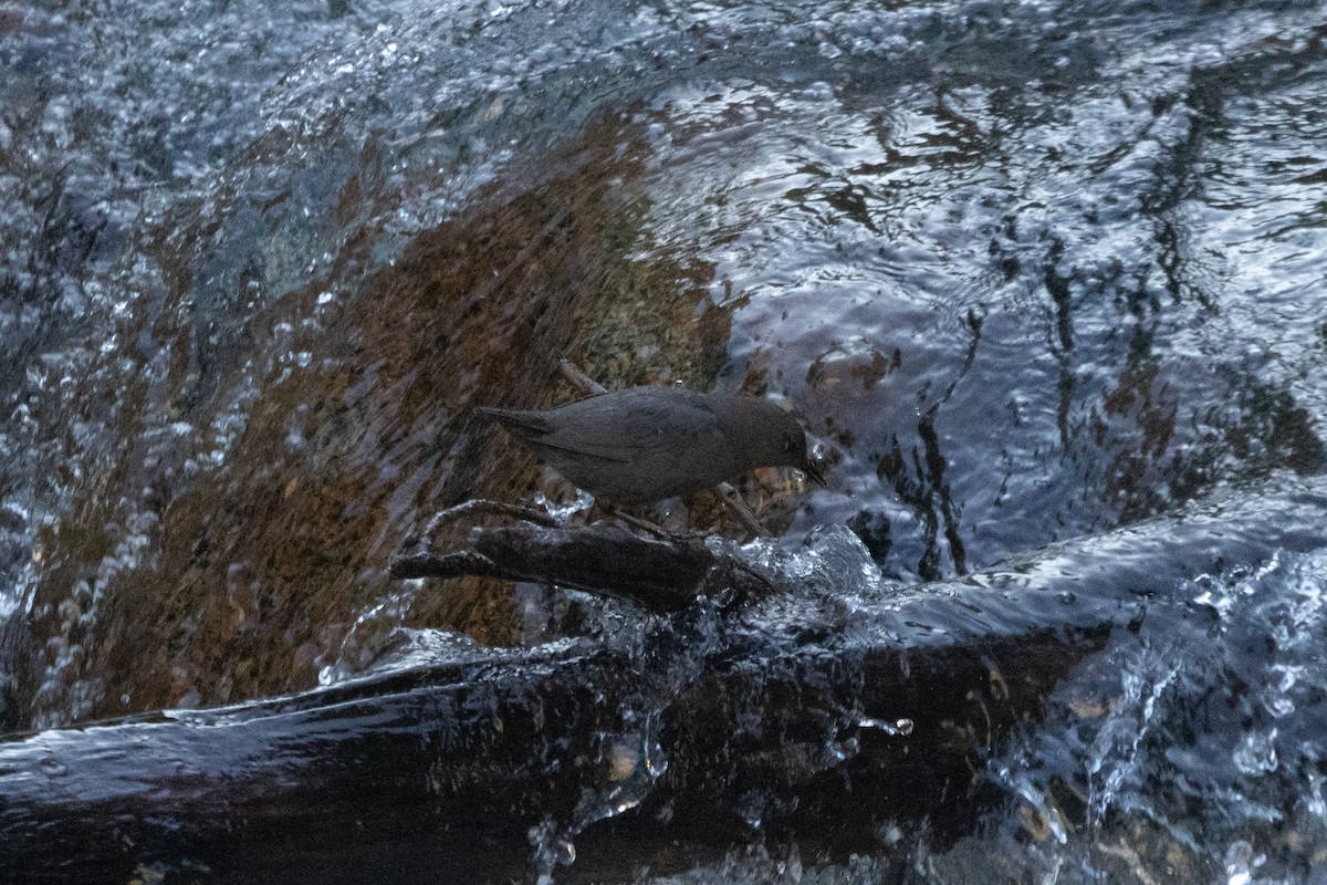 American Dipper - ML638282906