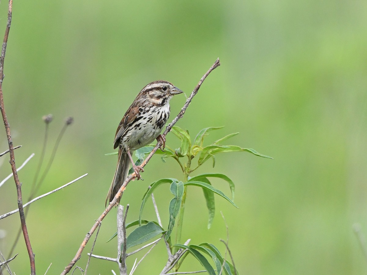 Song Sparrow - ML638282909