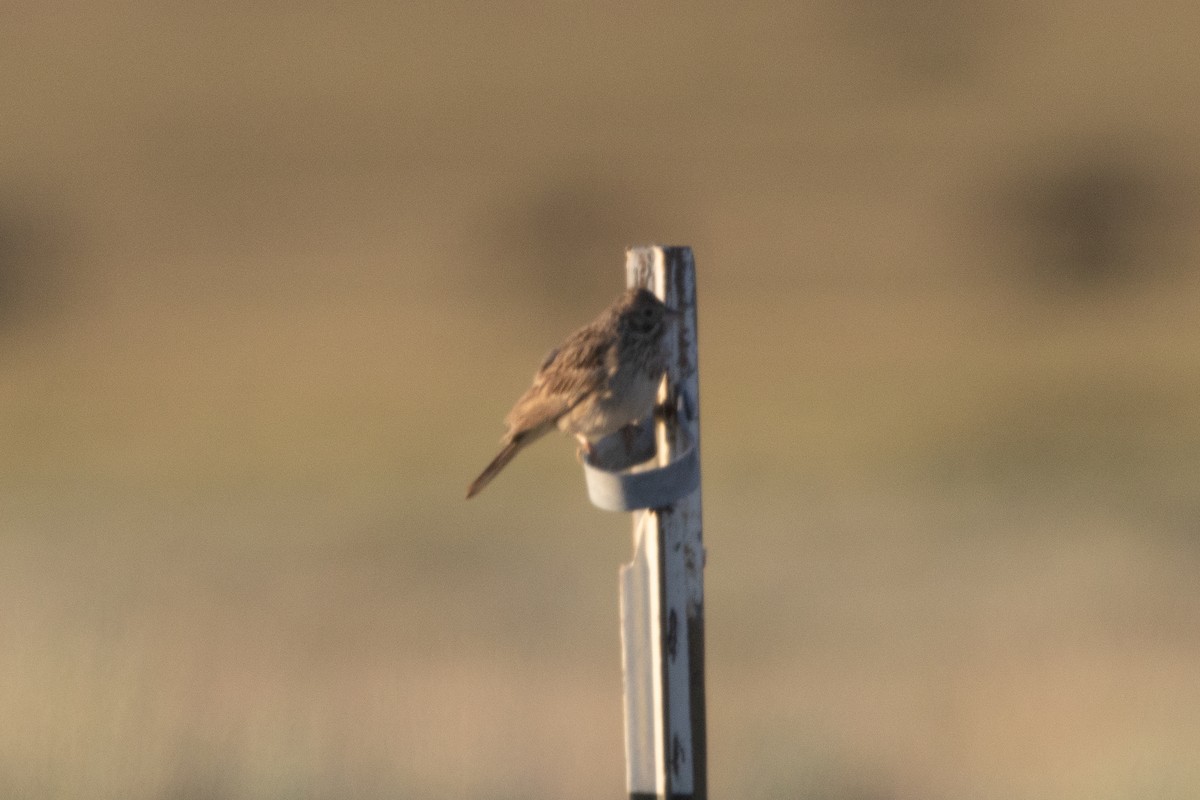 Vesper Sparrow - ML638282922
