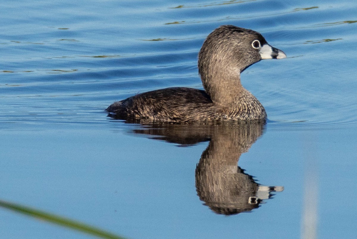 Pied-billed Grebe - ML638282929
