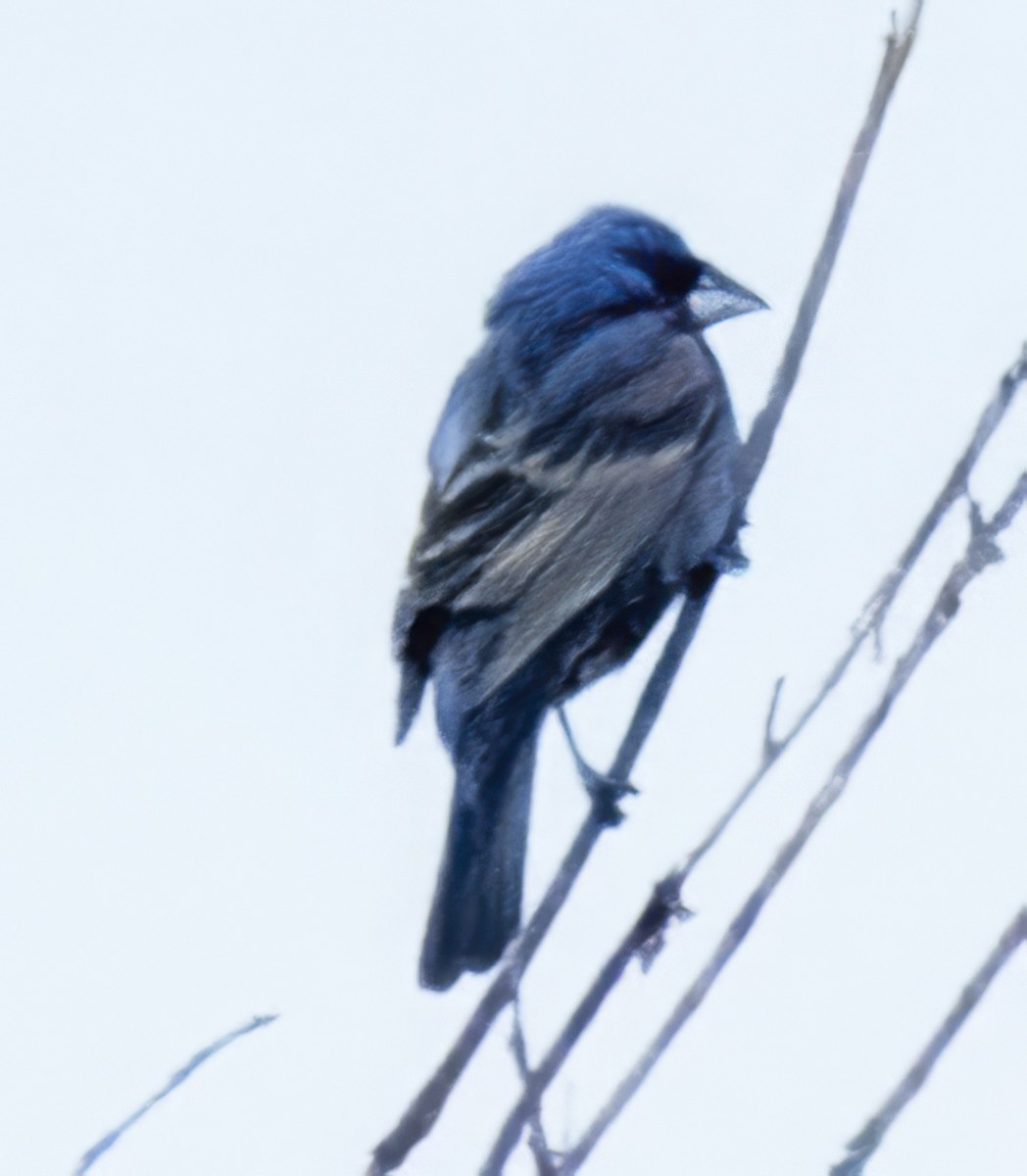 Blue Grosbeak - ML638282930