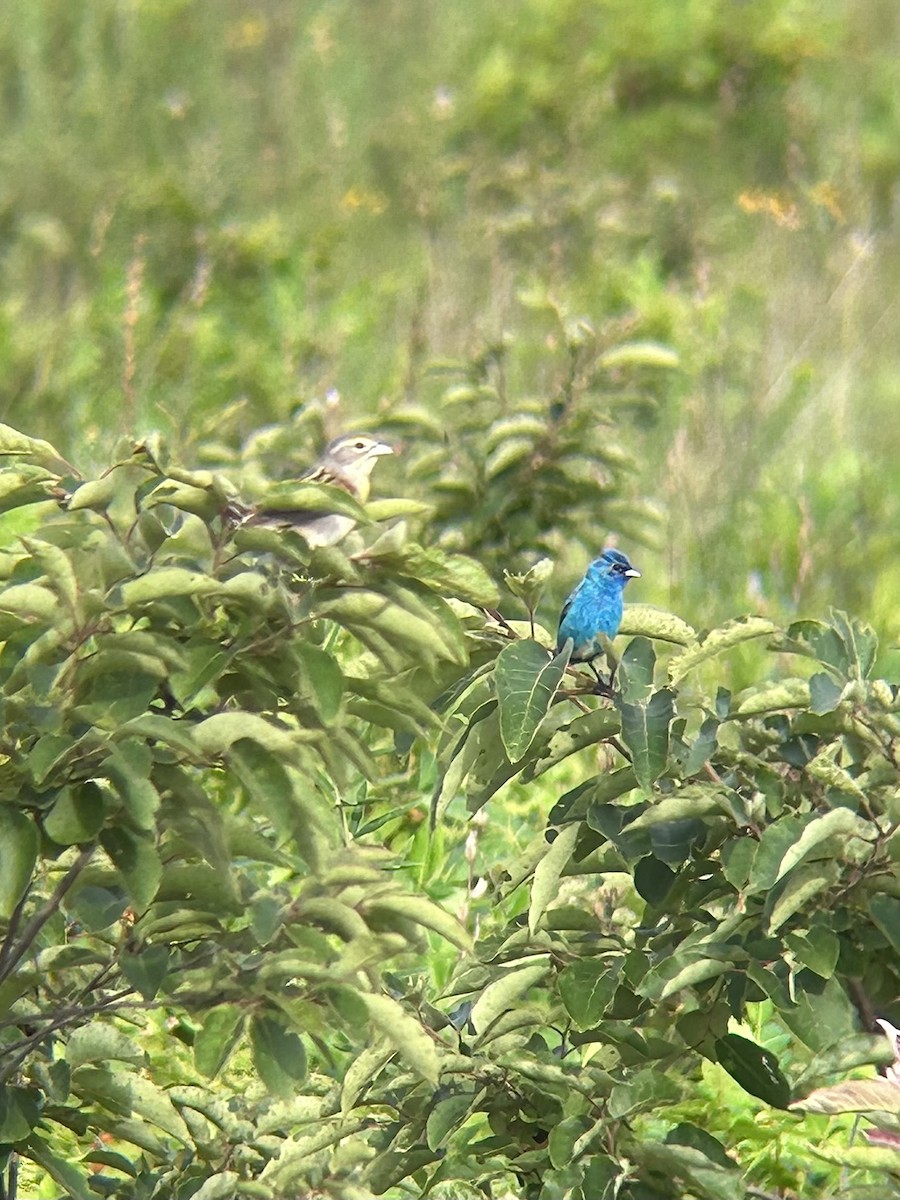 Indigo Bunting - ML638282932