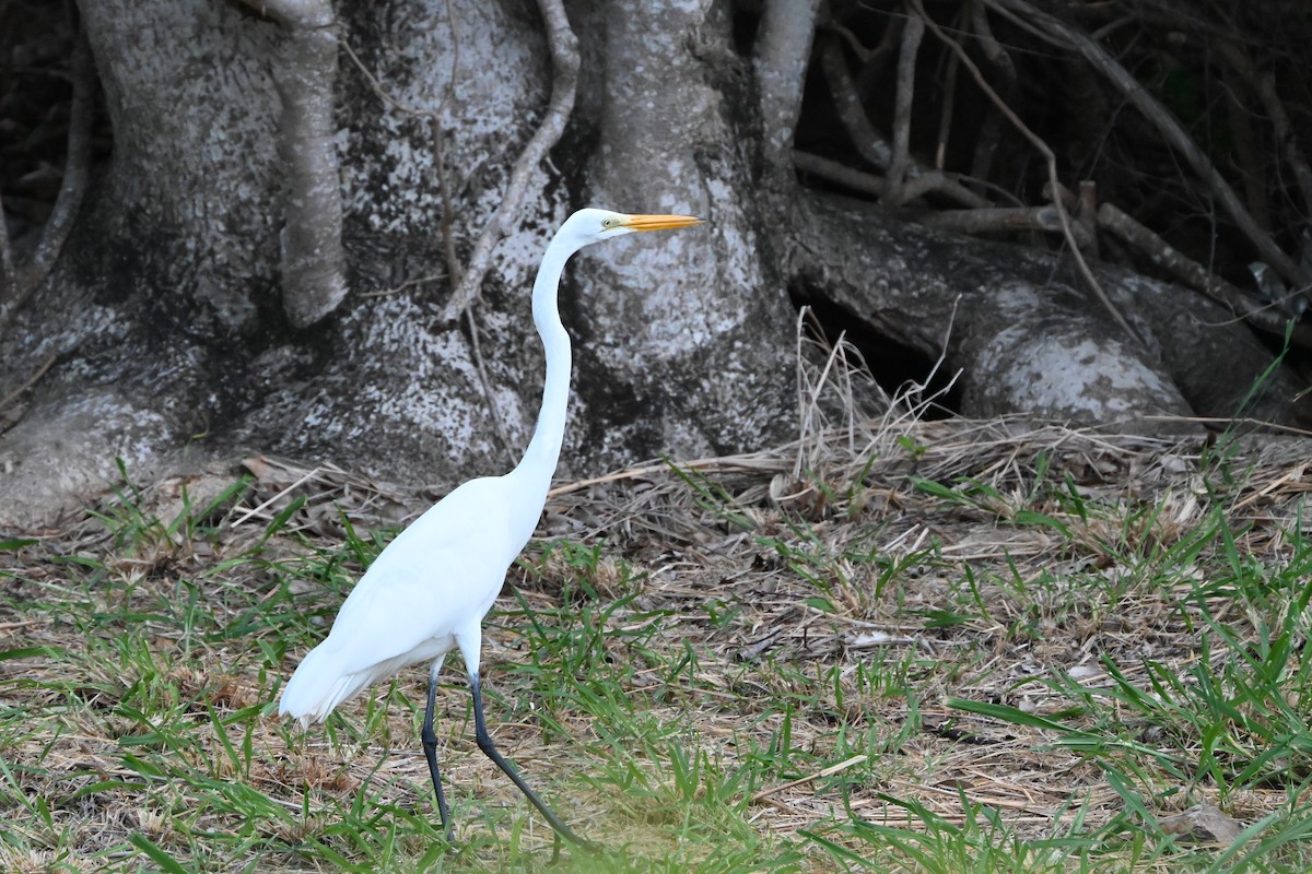 Great Egret - ML638282949