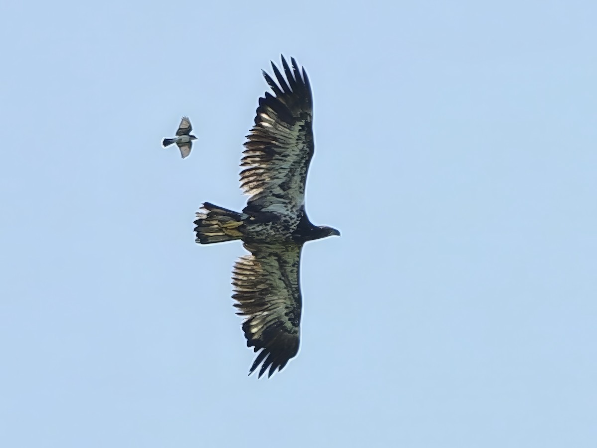 Weißkopf-Seeadler - ML638282950
