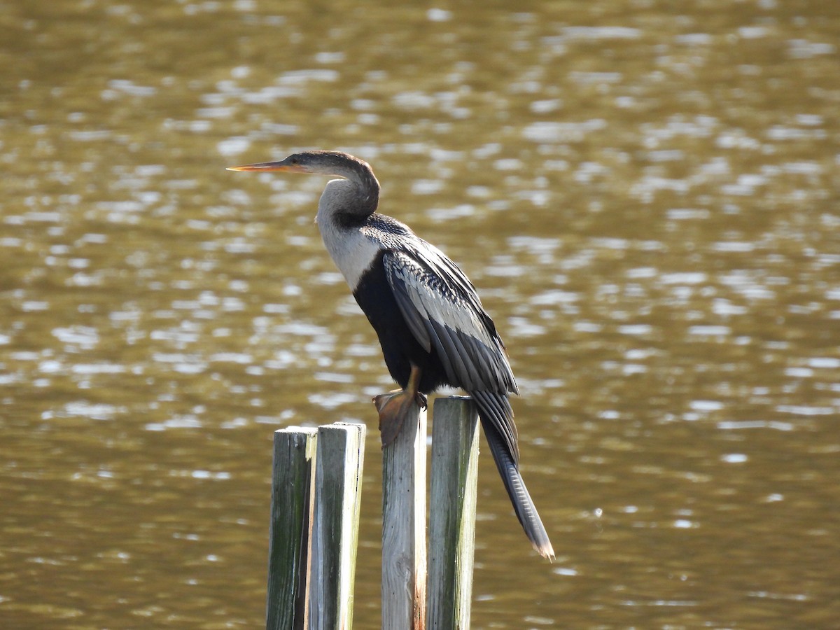 Anhinga - ML638282952