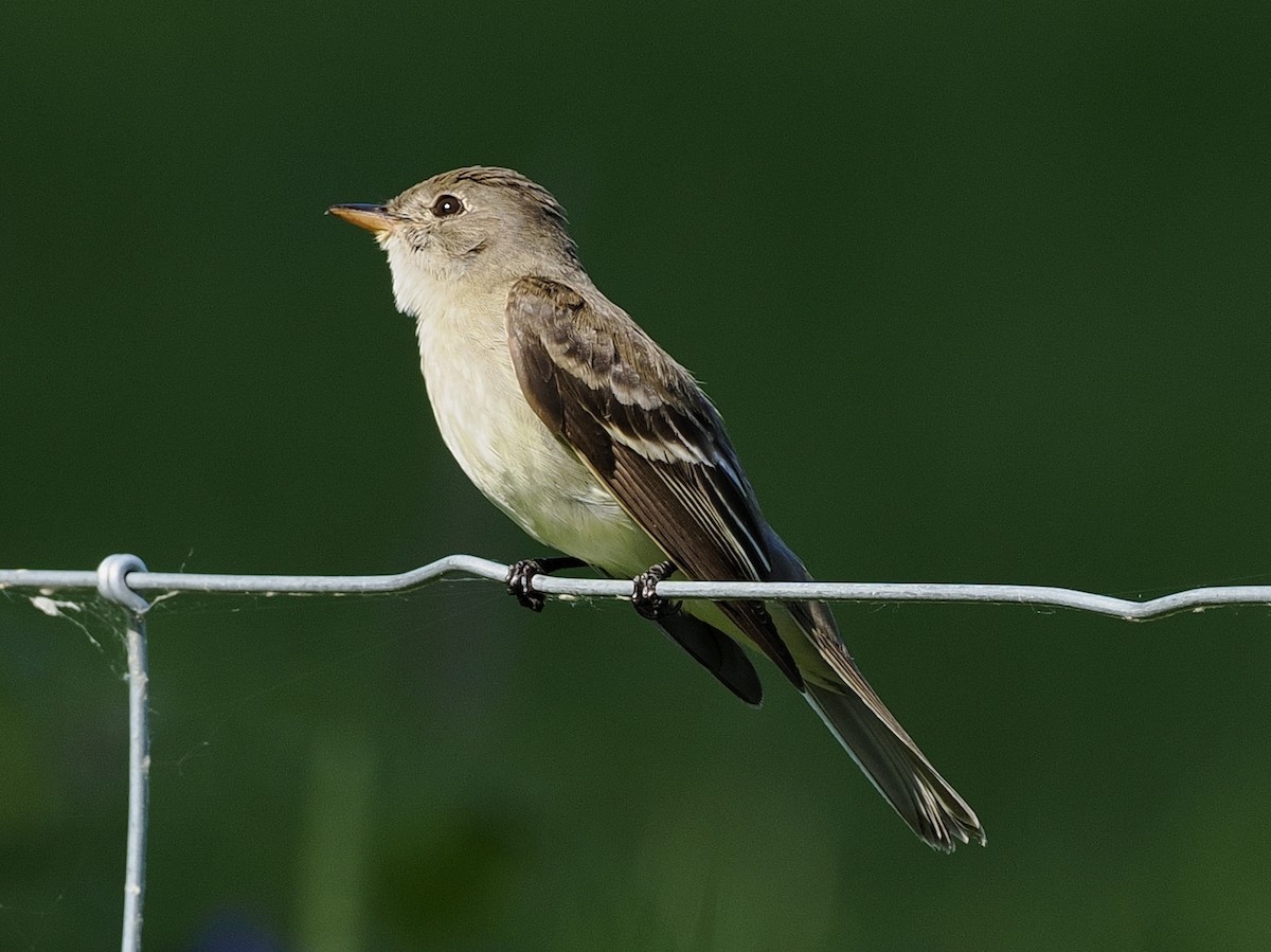 Empidonax sp. - ML638282959