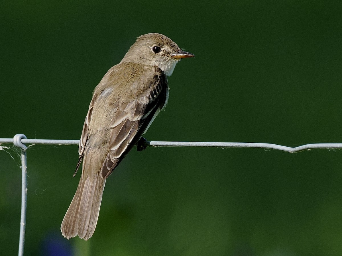 Empidonax sp. - ML638282960