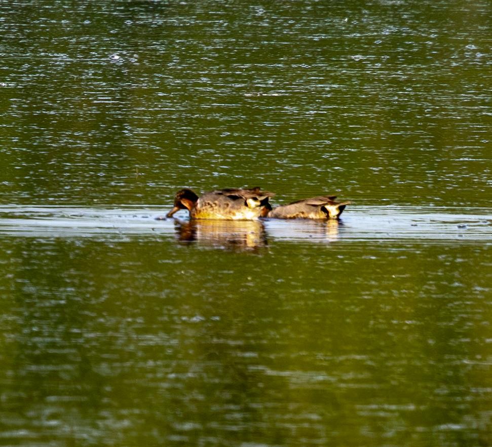 duck sp. - ML638282968