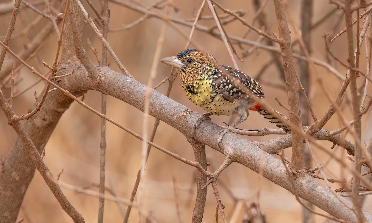 D'Arnaud's Barbet - ML638282973