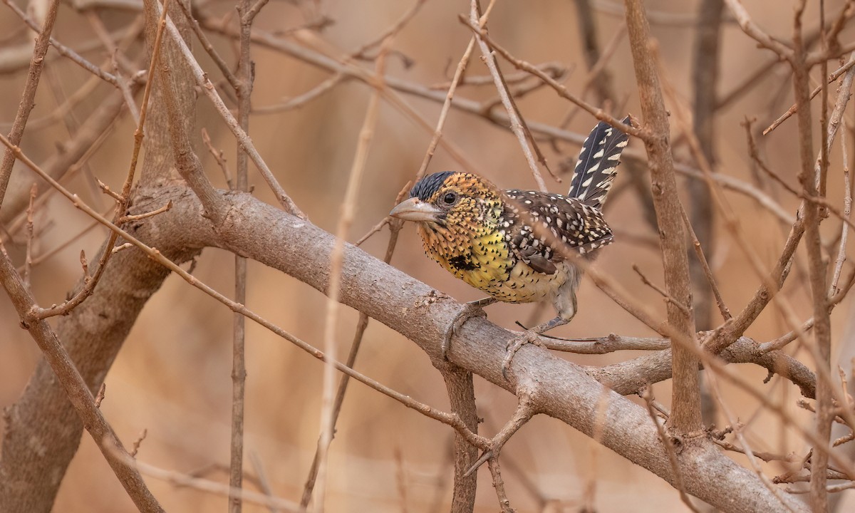 D'Arnaud's Barbet - ML638282974